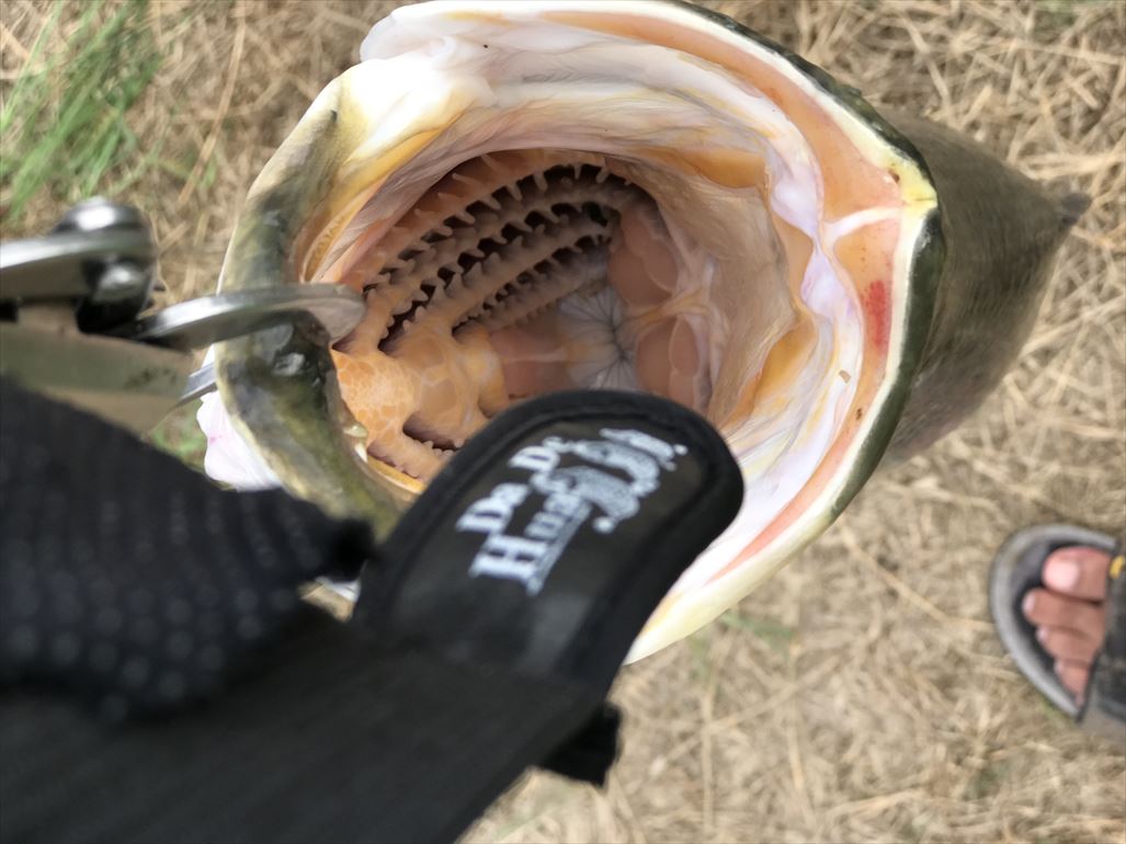 Barramundi-BoonMar-171122