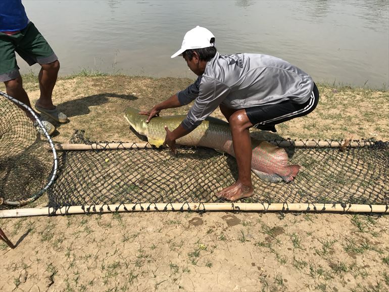 Arapaima_AmazonBKK_180408