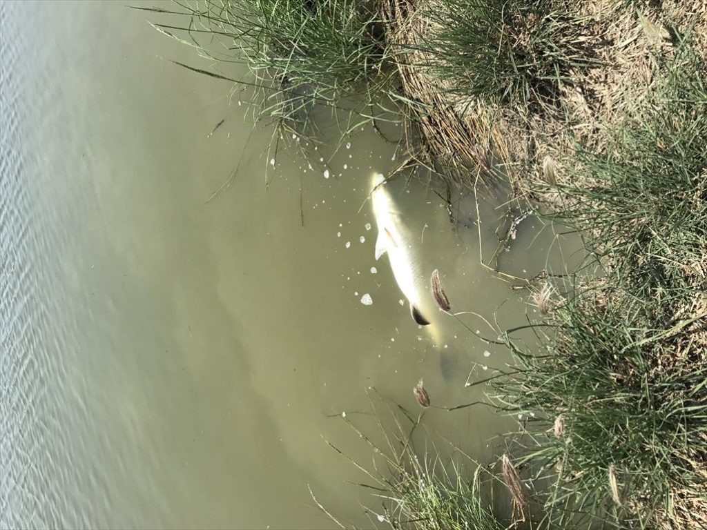 Barramundi-BoonMar-180409