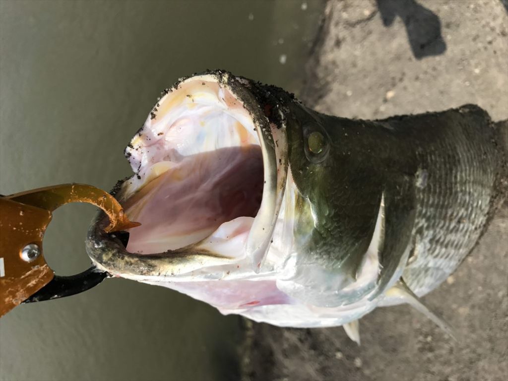 Barramundi_BoonMar-181008