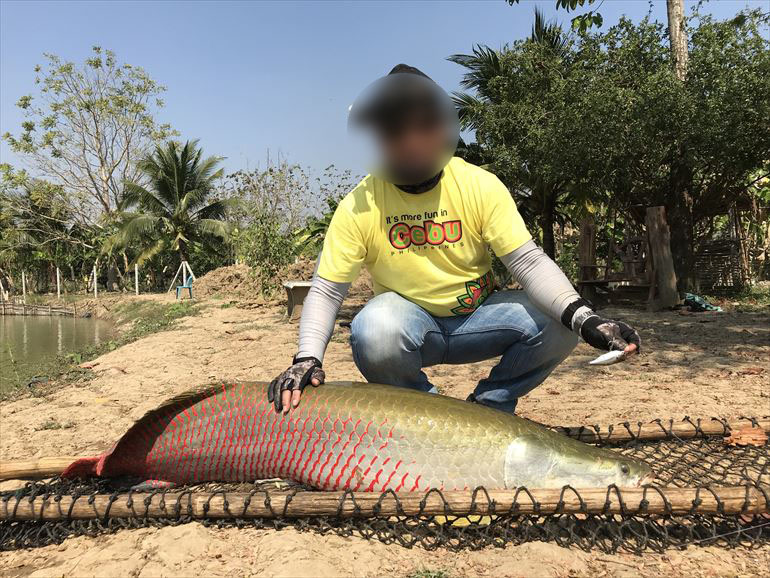 Arapaima_AmazonBKK_190123