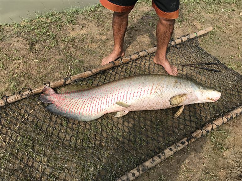 Arapaima_AmazonBKK-171115