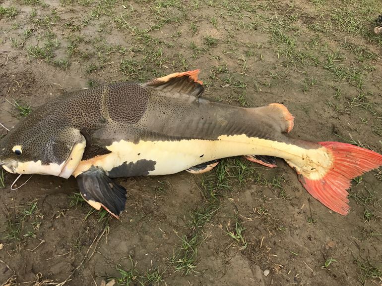 Red Tail Catfish_AmazonBKK-171116