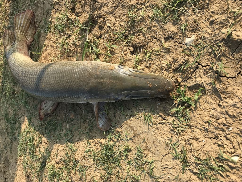 Alligator gar_AmazonBKK_181004