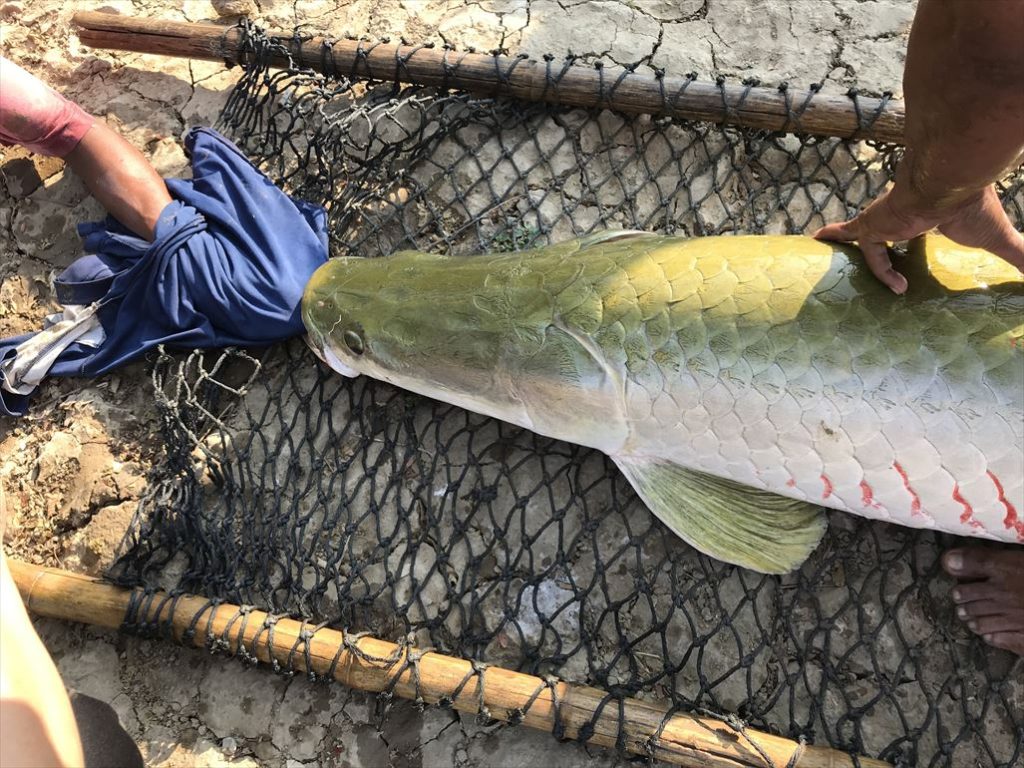 Arapaima_AmazonBKK_190124