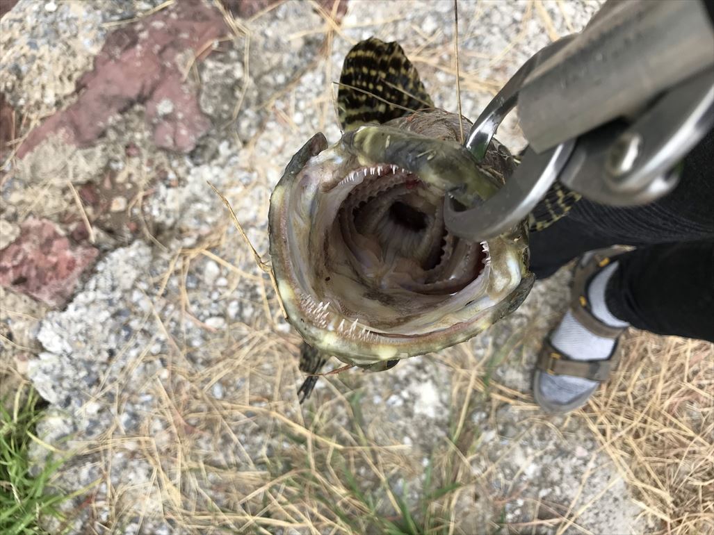 VIP Fishing_190618-1435