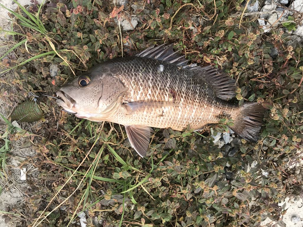 VIP Fishing_190618-1502