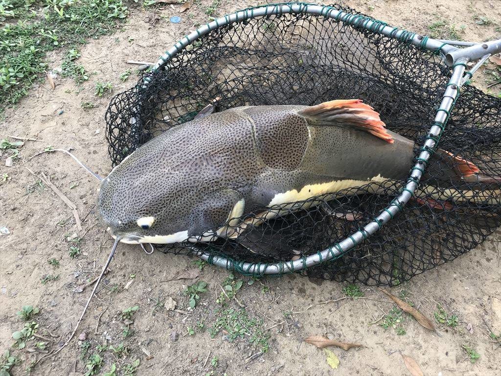 Red tail catfish