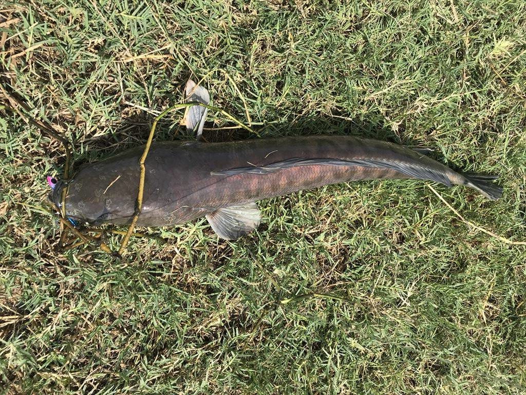 Giant Snakehead