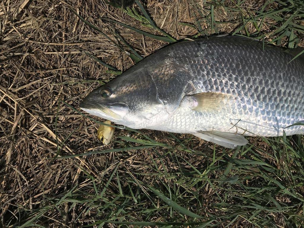 胴体を引きちぎられた頭部のみで釣れた