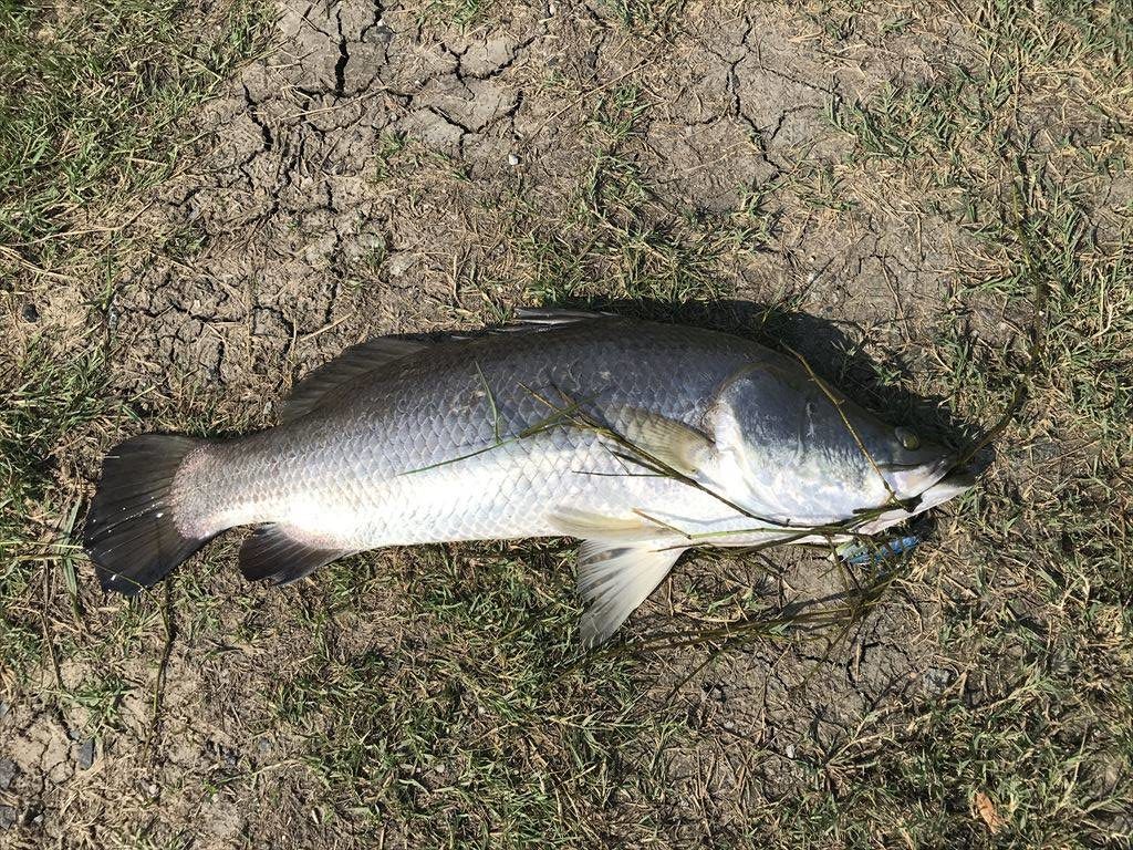 バラマンディ：8lb