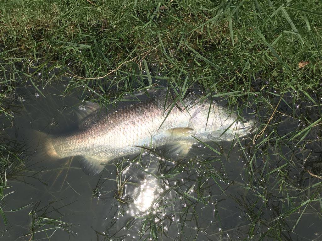barramundi