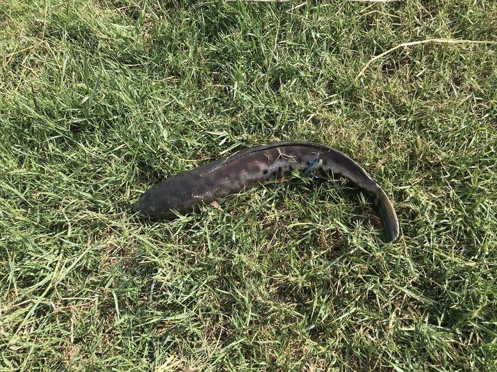 チャドー