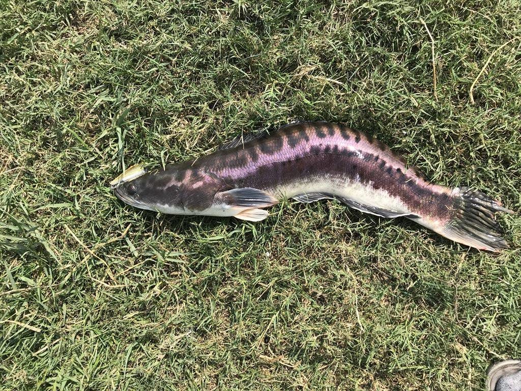 Giant Snakehead