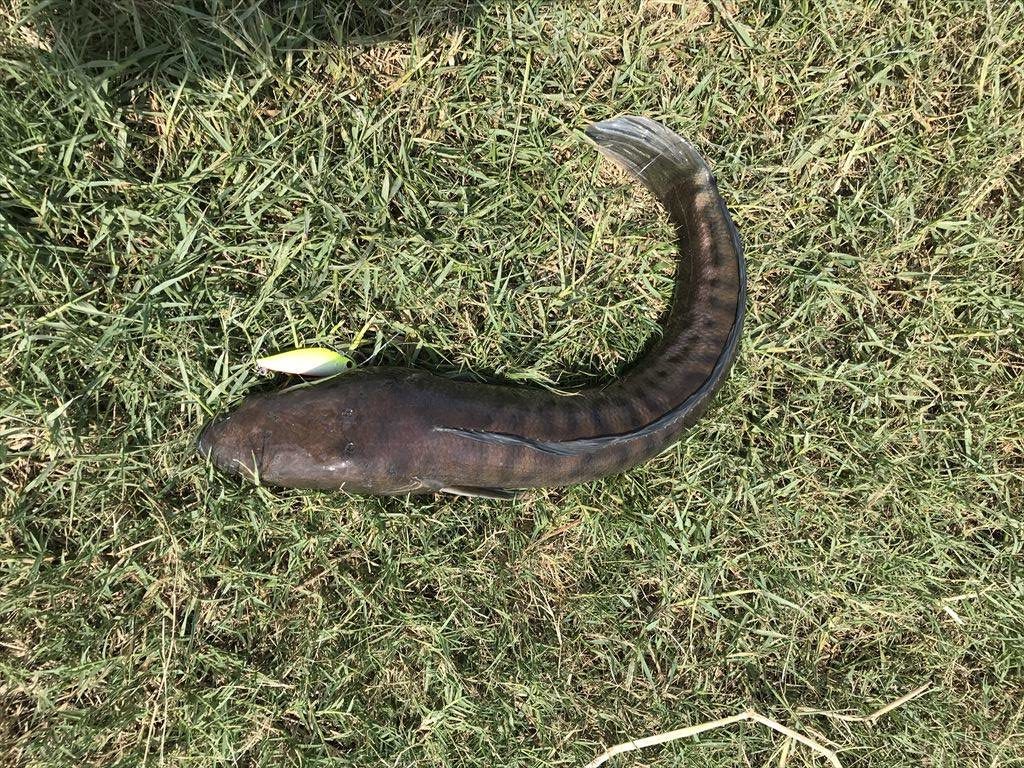 チャドー