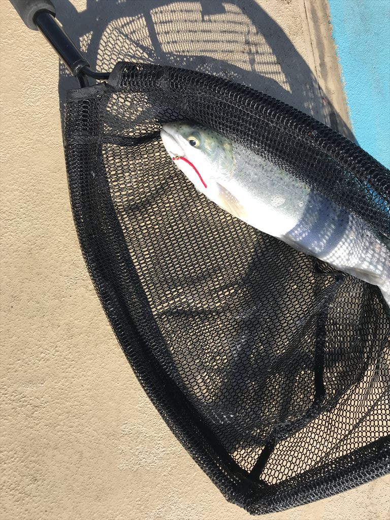 本日最初の魚